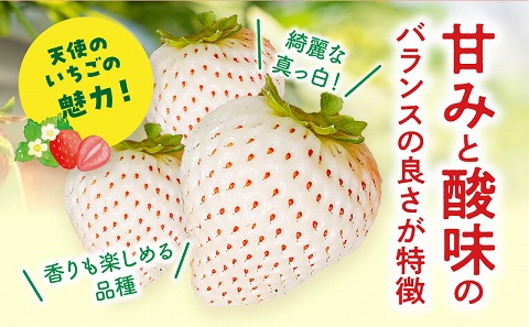 ã2026幎çºéå
è¡äºçŽããæ°éã»æééå®ãå®®åŽçç£ å¹žãã®çŽ
çœãã¡ãã»ãã(ãããã¿&倩䜿ã®ãã¡ã)3ããã¯_M260-012