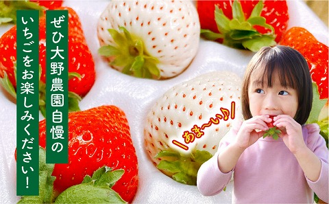 ã2026幎çºéå
è¡äºçŽããæ°éã»æééå®ãå®®åŽçç£ å¹žãã®çŽ
çœãã¡ãã»ãã(ãããã¿&倩䜿ã®ãã¡ã)3ããã¯_M260-012