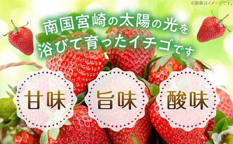 《2025年発送先行予約》宮崎県産イチゴ 250g×2パック_M320-004