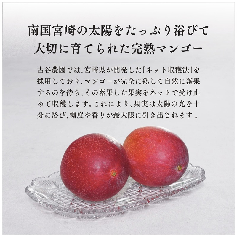 《2026年発送先行予約》【数量・期間限定】古谷農園の宮崎完熟マンゴー Aクラス 約1kg 完熟マンゴー 果物 果実くだもの_M322-009