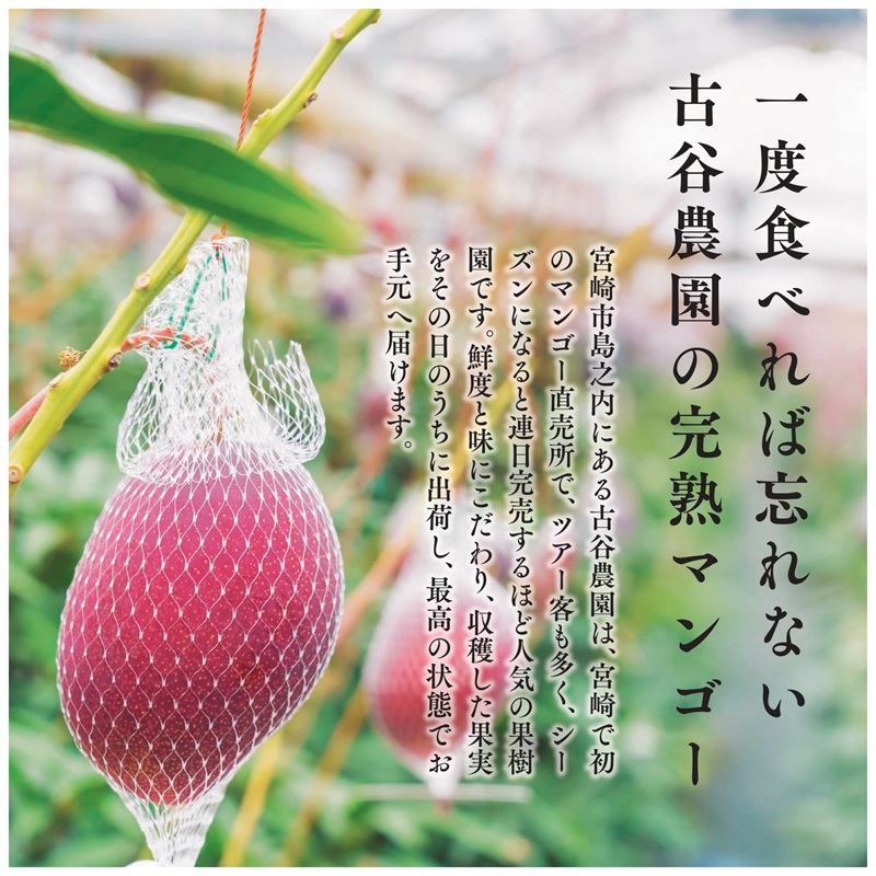 《2026年発送先行予約》【数量・期間限定】古谷農園の宮崎完熟マンゴー Aクラス 約1kg 完熟マンゴー 果物 果実くだもの_M322-009