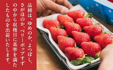 【期間・数量限定】ひなたいちご園【ひなた姫】いちご1kg（250g×4P）_M338-009-02