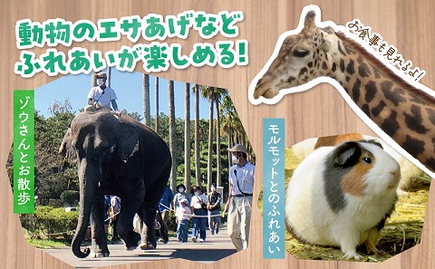 宮崎市フェニックス自然動物園年間パスポート（小人）_M353-004-01