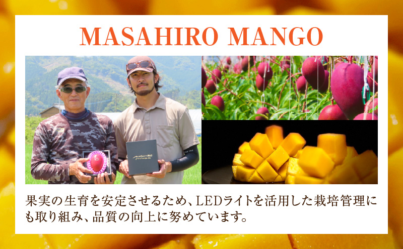 《2026年発送先行予約》【数量・期間限定】【農家直送】MASAHIRO MANGO 宮崎県産完熟マンゴー 2Lサイズ×2玉 完熟マンゴー マンゴー 果物_M380-001-01