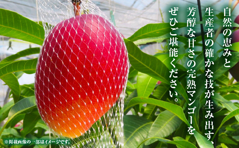 《2026年発送先行予約》【数量・期間限定】【農家直送】MASAHIRO MANGO 宮崎県産完熟マンゴー 2Lサイズ×2玉 完熟マンゴー マンゴー 果物_M380-001-01