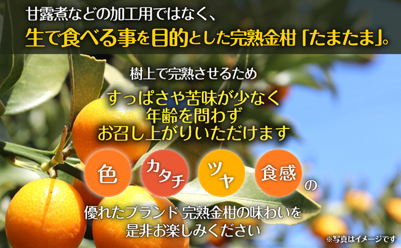 《2025年発送先行予約》【期間・数量限定】完熟金柑たまたまエクセレント 約1kg_M184-015