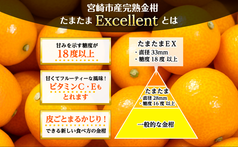 《2025年発送先行予約》【期間・数量限定】完熟金柑たまたまエクセレント 約1kg_M184-015