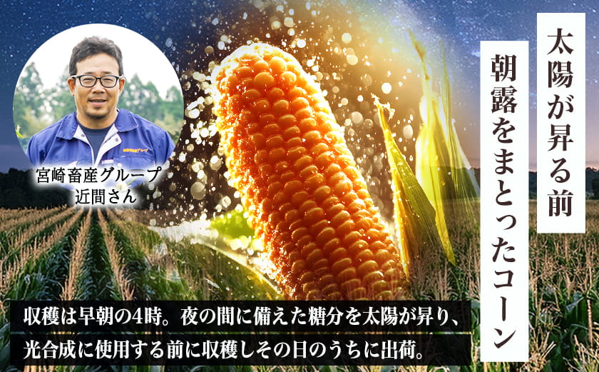 【先行受付】朝どれ!!都城産スイートコーン(味来コーン)5kg 15本以上_12-B401-6_(都城市) 朝どれ とうもろこし スイートコーン 5キロ 約15本以上 産地直送 みずみずしい あまい