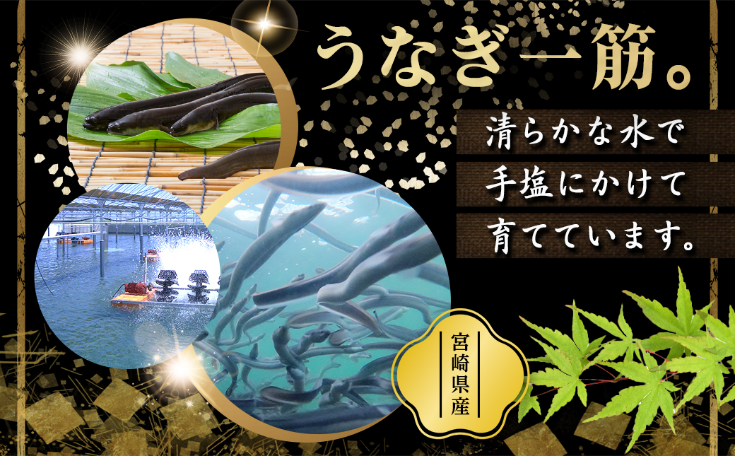 宮崎県育ちのうなぎ蒲焼3尾500g以上≪山椒・たれ付≫_AC-M301