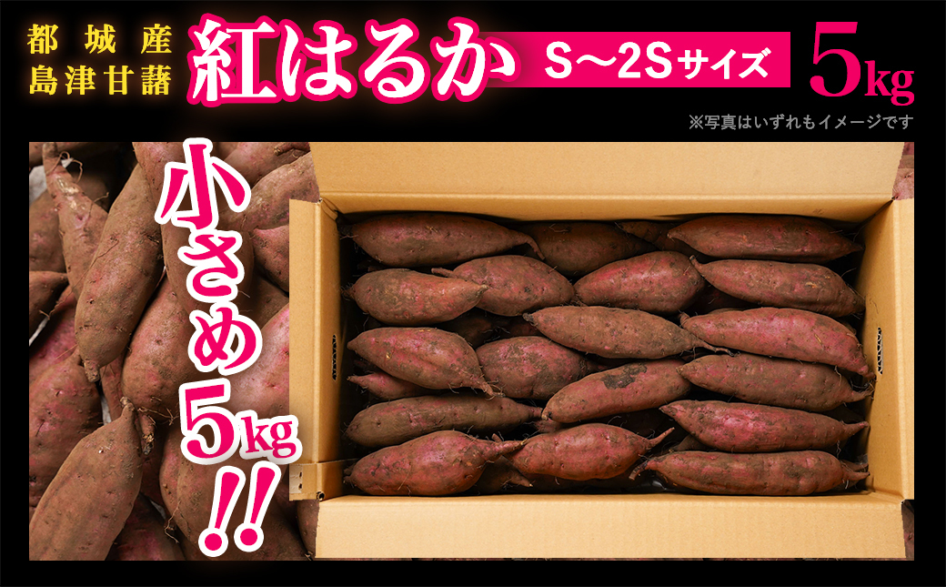 島津甘藷　熟成紅はるか 5kg(S～2S)_LD-A701-m