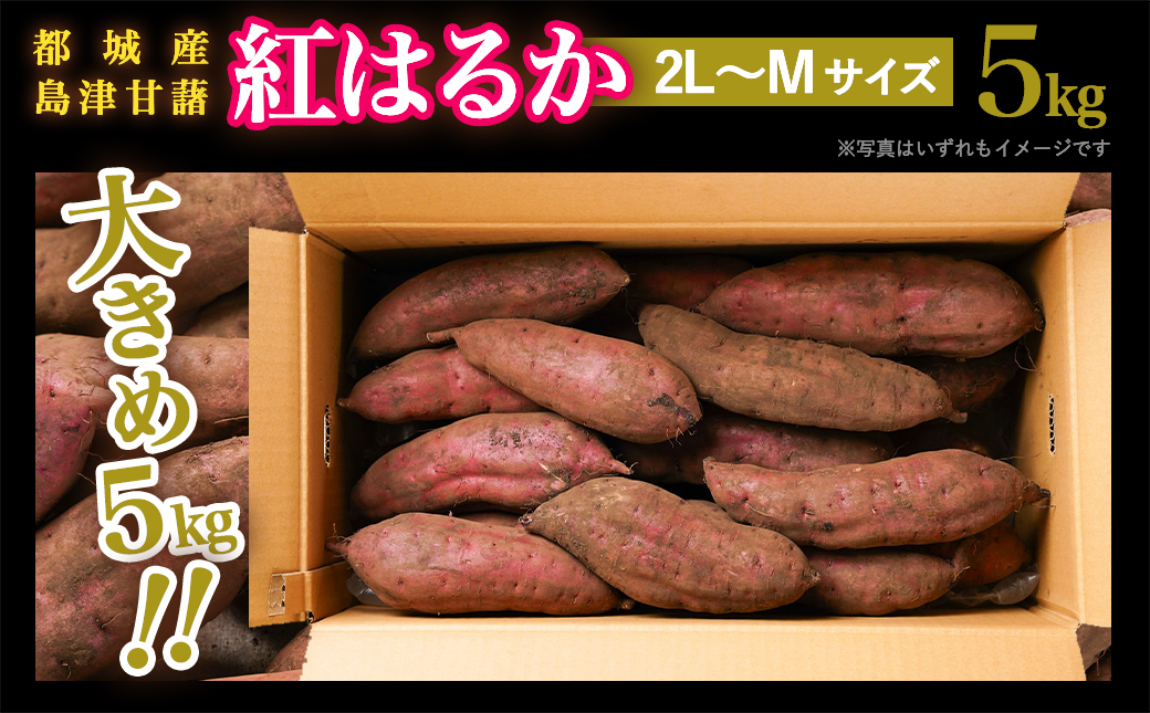 島津甘藷　熟成紅はるか 5kg(2L～M)_LD-A701