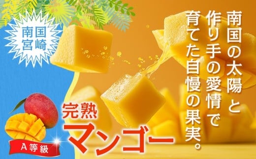【先行受付!】宮崎完熟マンゴー2～3玉(都城産)_AC-3303_(都城市) 宮崎マンゴー A等級 2玉～3玉 2Lサイズ～3Lサイズ MANGO フルーツ 化粧箱 宮崎県産 都城産 産地直送 冷蔵