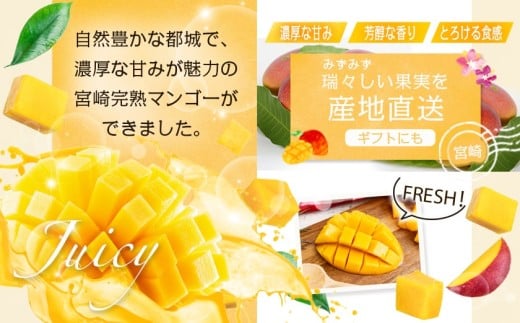 【先行受付!】宮崎完熟マンゴー2～3玉(都城産)_AC-3303_(都城市) 宮崎マンゴー A等級 2玉～3玉 2Lサイズ～3Lサイズ MANGO フルーツ 化粧箱 宮崎県産 都城産 産地直送 冷蔵