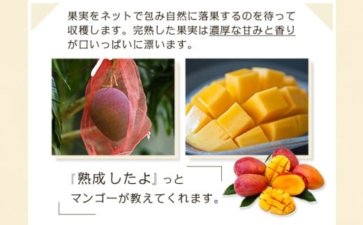 【先行受付!】宮崎完熟マンゴー2～3玉(都城産)_AC-3303_(都城市) 宮崎マンゴー A等級 2玉～3玉 2Lサイズ～3Lサイズ MANGO フルーツ 化粧箱 宮崎県産 都城産 産地直送 冷蔵