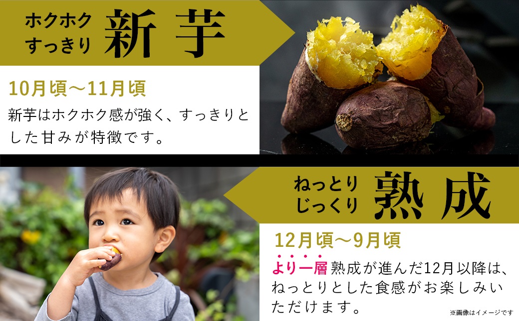 島津甘藷　熟成紅はるか 10kg(2L～M)_12-A701