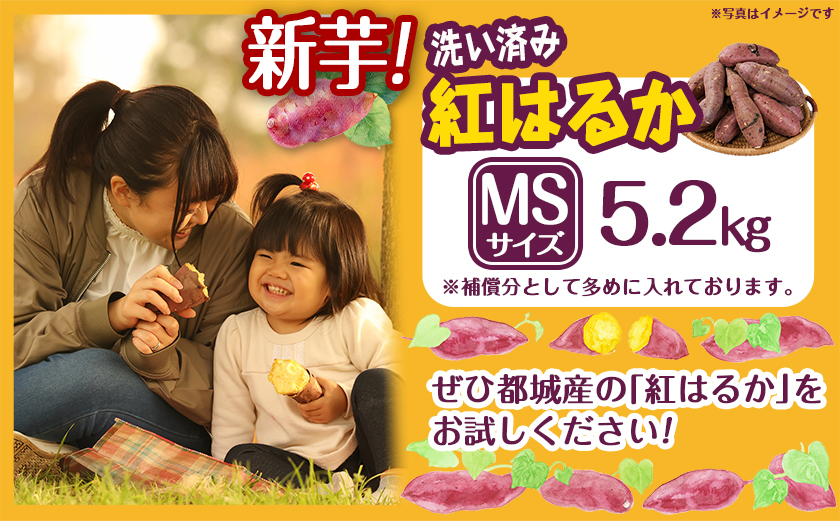 【新芋】芋名人が認めるさつまいも『洗い済み　紅はるか』5.2kg MSサイズ ※9月～11月頃順次発送_LE-L704-N