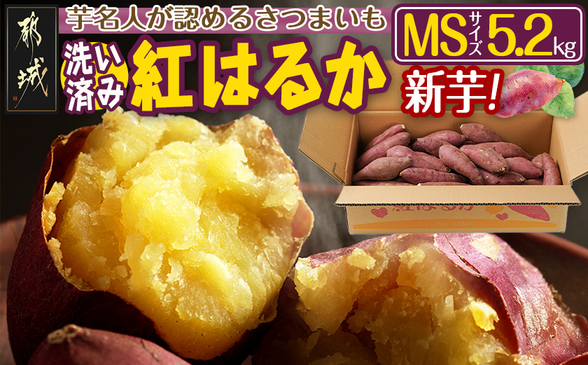 【新芋】芋名人が認めるさつまいも『洗い済み　紅はるか』5.2kg MSサイズ ※9月～11月頃順次発送_LE-L704-N