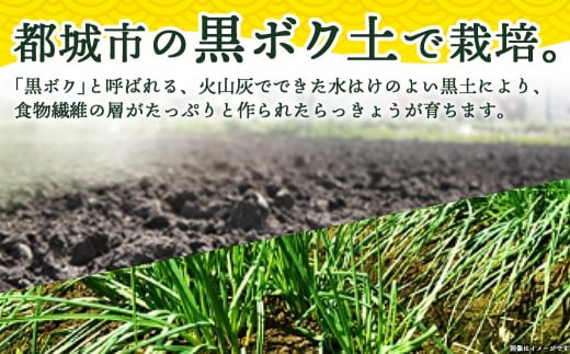 【お試し♪】日向夏らっきょう 90g×3袋≪みやこんじょ特急便≫ ※ポスト投函_LA-C401-PF-Q_らっきょう おつまみ 柑橘風味 さっぱり