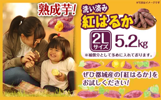 【熟成芋】芋名人が認めるさつまいも『洗い済み　紅はるか』5.2kg 2Lサイズ ※12月～1月頃順次発送_LE-L703-J