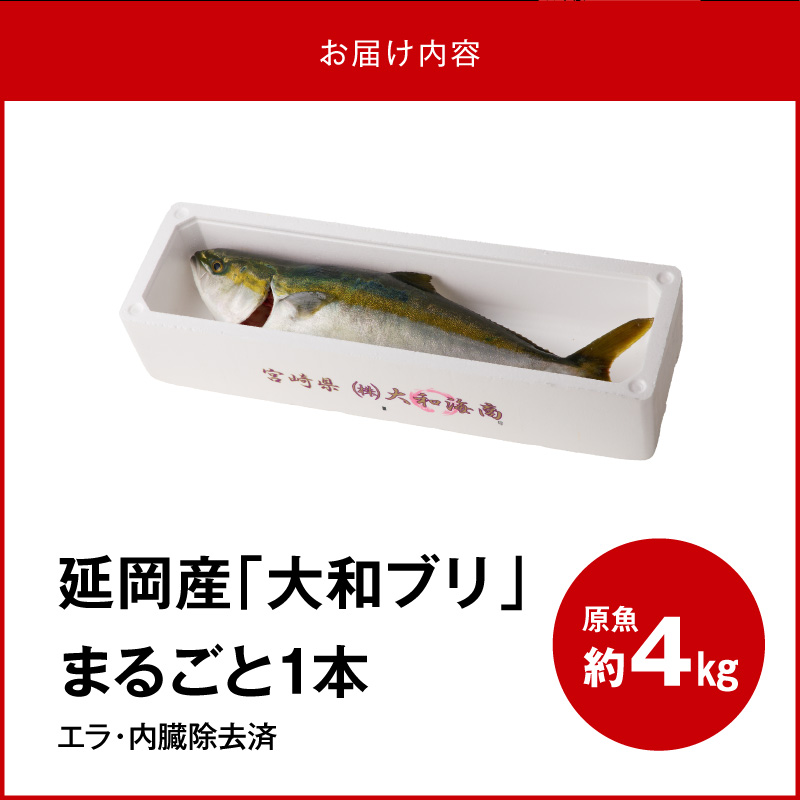 【10月～2月発送!!】まるごと一本！大和ブリ内臓処理済み刺身ぶりしゃぶ煮物 N072-YC131