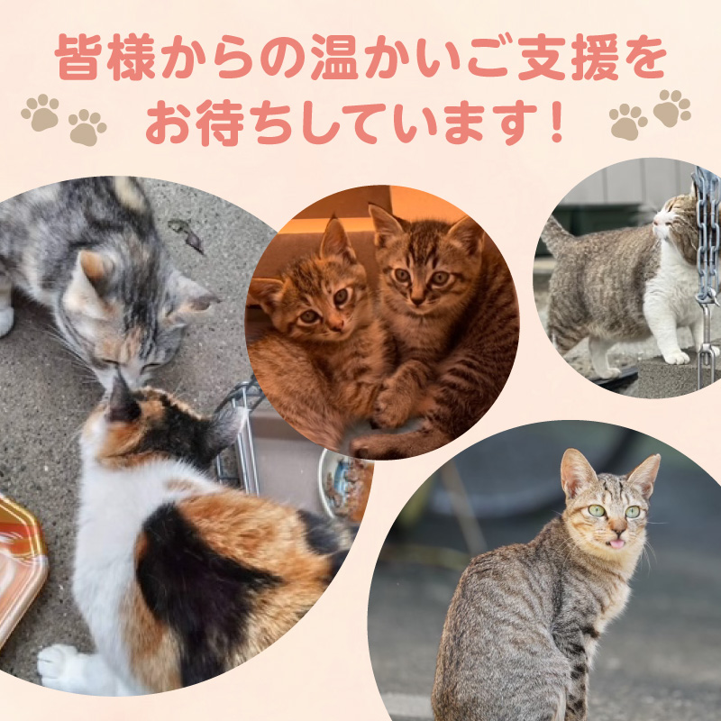 人と猫が互いに幸せになれるまちを目指して『不妊去勢手術支援プロジェクト』（返礼品はありません） N0159-9999996