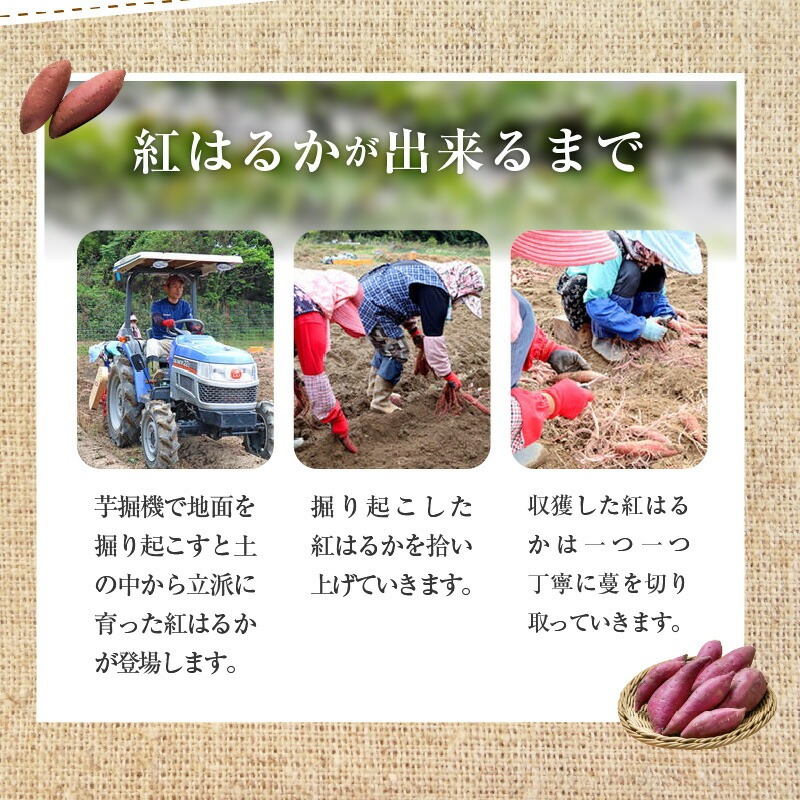 さつまいも 紅はるか 5kg　N063-YA3385