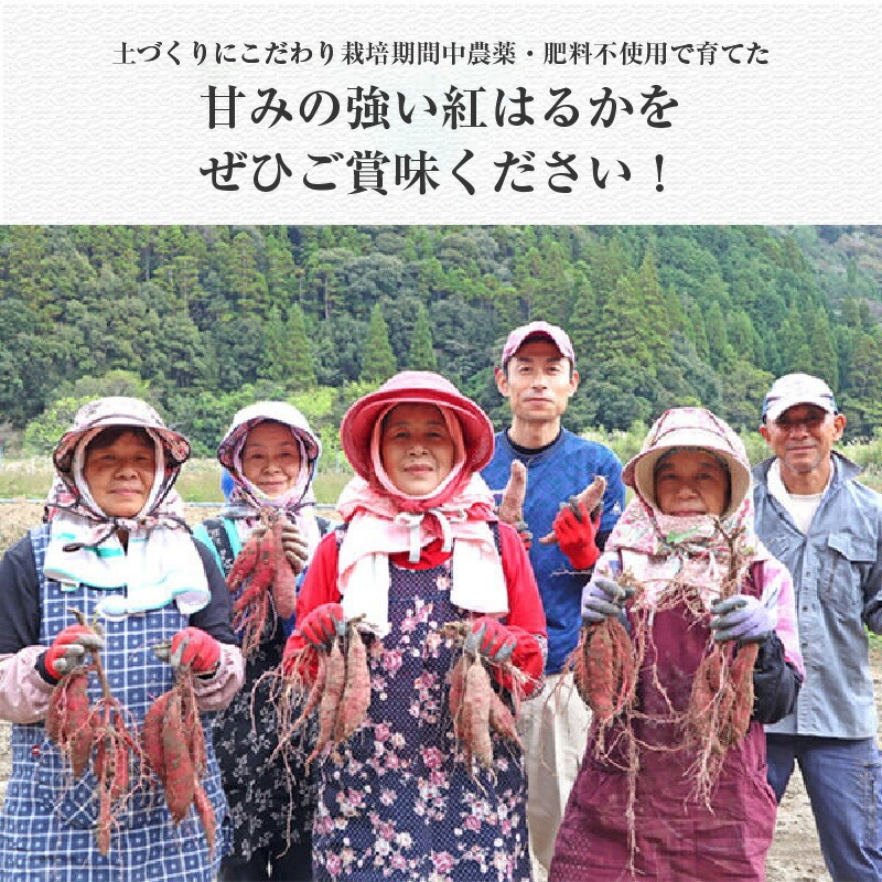 さつまいも 紅はるか 5kg　N063-YA3385