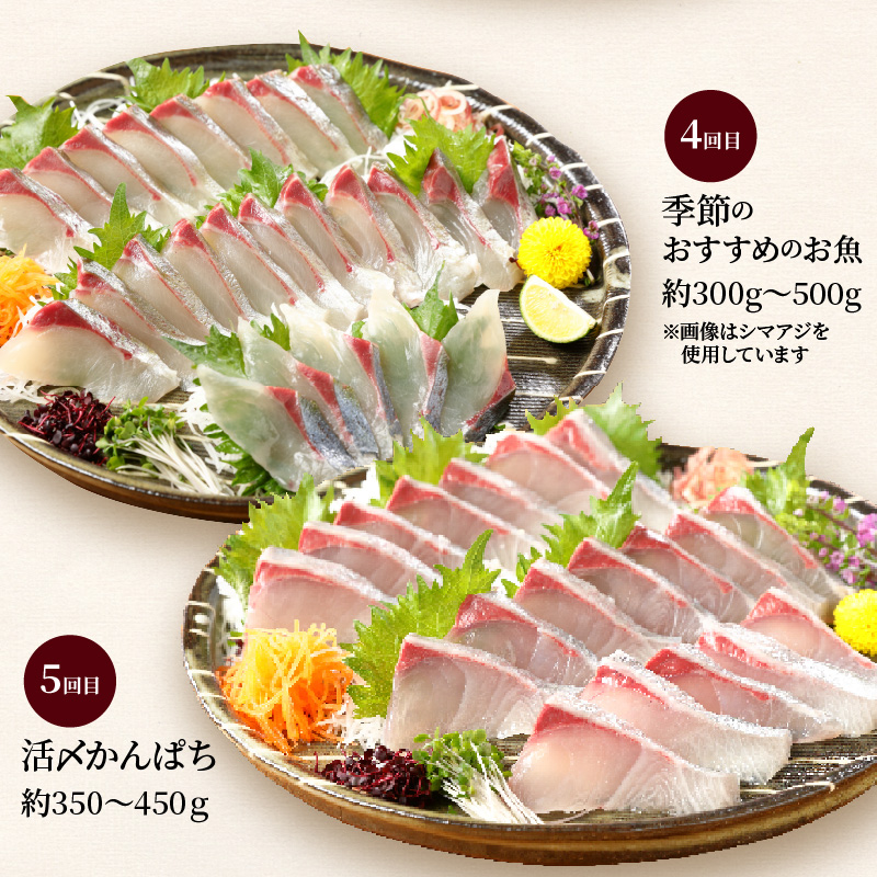 【お楽しみ定期便】延岡産活〆鮮魚の豪華お刺身 12ヶ月定期便 着日指定 鮮魚 豪華柵 国産 刺身 新鮮 ヒラメ 真鯛 カンパチ ブリ 漬け丼 マグロ サーモン メヒカリ はまち 季節 魚 湯引き 旬 鮮魚 海鮮 魚介類 冷蔵 九州 グルメ 送料無料 N019-YYG0191