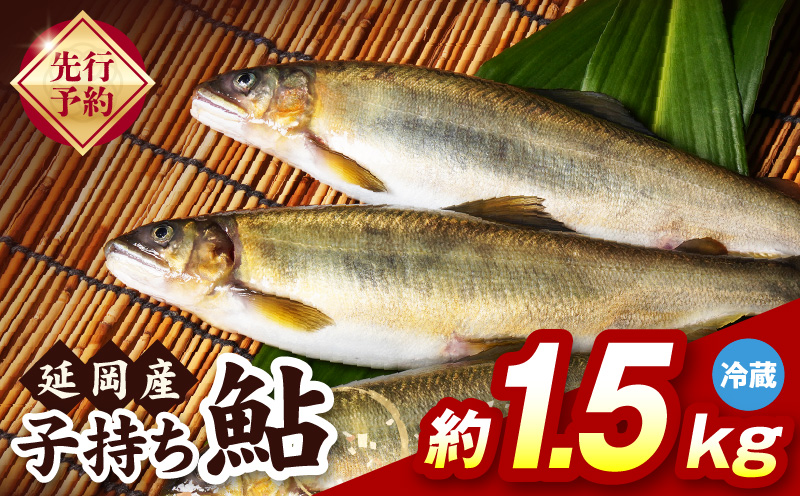【先行予約】2026年10月下旬より発送開始【冷蔵】子持ち鮎約1.5kg N070-YB1106-1