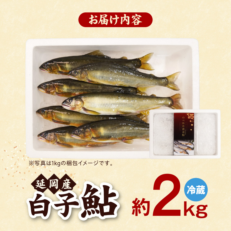 【先行予約】2026年10月下旬より発送開始【冷蔵】白子鮎約2kg N070-YB358-1