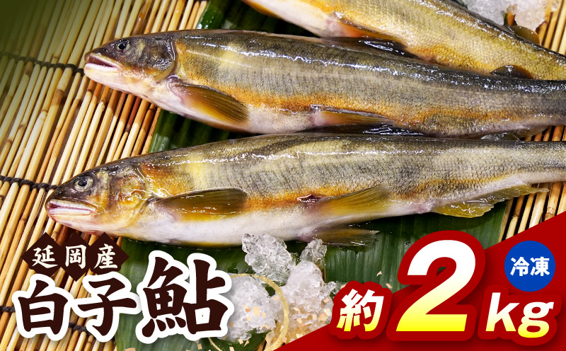 【冷凍】白子鮎約2kg N070-YB358-2