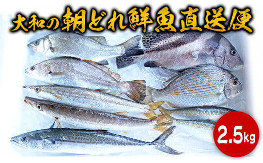 【単月お届け】大和海商の朝どれ鮮魚直送便　2.5kg N072-ZA2226