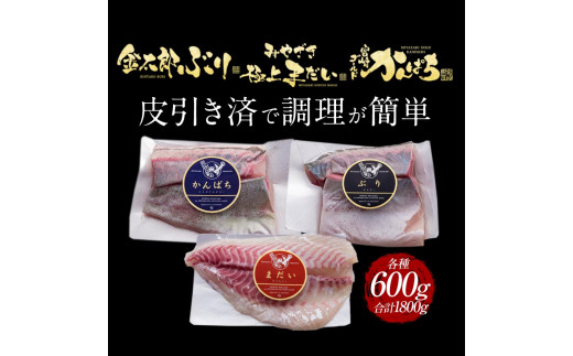 宮崎産 新海屋 鰤屋金太郎 刺身３種セット 真鯛 ぶり カンパチ 各種600g 計1800g　冷蔵　N018-ZD073_1