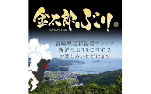 宮崎産 新海屋 鰤屋金太郎 金太郎ぶり 丸ごと 1尾 約4kg以上　N018-ZC214