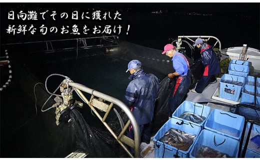 【12ヶ月定期便】大和海商の朝どれ鮮魚直送定期便　2.5kg N072-ZG0141