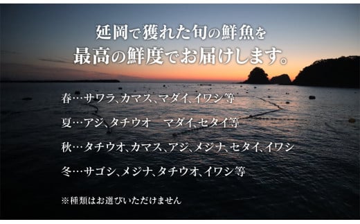 【6ヶ月定期便】大和海商の朝どれ鮮魚直送定期便　2.5kg N072-ZE075