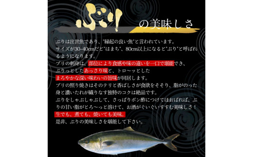 宮崎産 新海屋 鰤屋金太郎 金太郎ぶり 丸ごと 1尾 約4kg以上　N018-ZC214