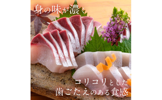 宮崎産 新海屋 鰤屋金太郎 宮崎ゴールドカンパチ フィレ 1.1kg〜1.3kg 半身 1枚　冷蔵　N018-ZB044_1