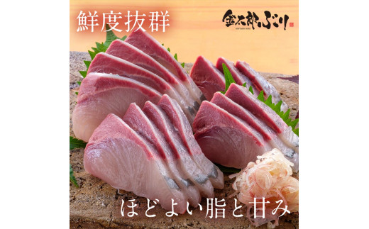 宮崎産 新海屋 鰤屋金太郎 刺身３種セット 真鯛 ぶり カンパチ 各種600g 計1800g　冷凍　N018-ZD073_2