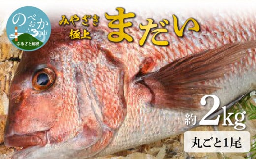 宮崎産 新海屋 鰤屋金太郎 みやざき極上まだい 丸ごと１尾 約2kg　N018-ZA645