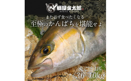 宮崎産 新海屋 鰤屋金太郎 宮崎ゴールドカンパチ 丸ごと1尾 約3.6kg〜約4kg　N018-ZC216