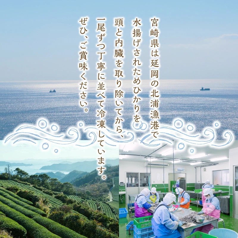 延岡産めひかり無頭中サイズ500g×2袋 N0184-YA2267