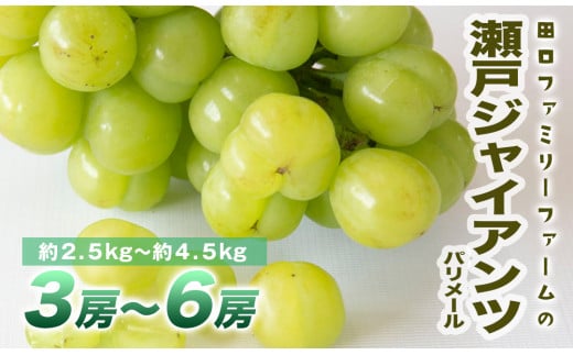 田口ファミリーファームのパリメール（瀬戸ジャイアンツ）　3房〜6房（約2.5kg〜約4.5kg）　N053-ZD0142