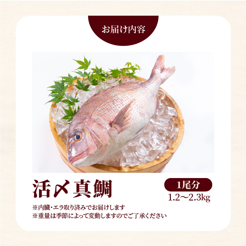 延岡産活〆鮮魚　職人技の脱血鮮魚　真鯛　N019-ZA476　請関水産