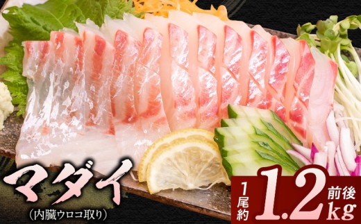 マダイ（内臓ウロコ取り）1尾分　 N015-YA3329