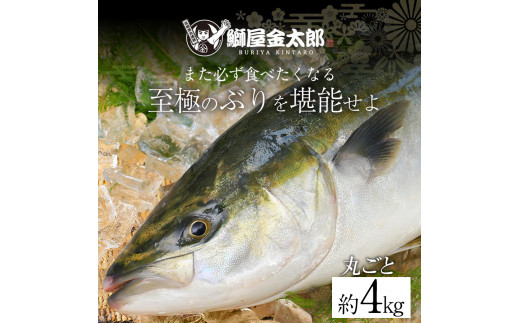 宮崎産 新海屋 鰤屋金太郎 金太郎ぶり 丸ごと 1尾 約4kg以上　N018-ZC214