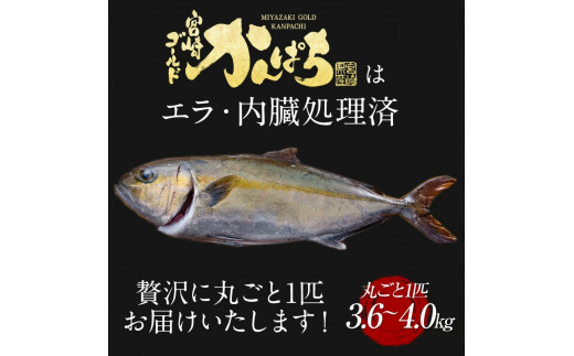 宮崎産 新海屋 鰤屋金太郎 宮崎ゴールドカンパチ 丸ごと1尾 約3.6kg〜約4kg　N018-ZC216