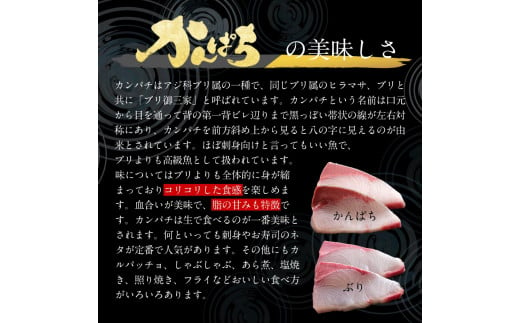 宮崎産 新海屋 鰤屋金太郎 宮崎ゴールドカンパチ 1000g　冷凍　N018-ZB315_2