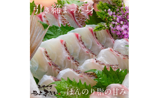 宮崎産 新海屋 鰤屋金太郎 刺身３種セット 真鯛 ぶり カンパチ 各種300g 計900g　冷蔵　N018-ZB613_1