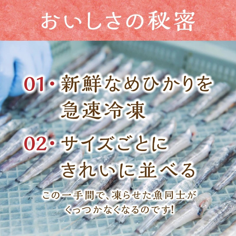 延岡産めひかり無頭中サイズ500g×2袋 N0184-YA2267